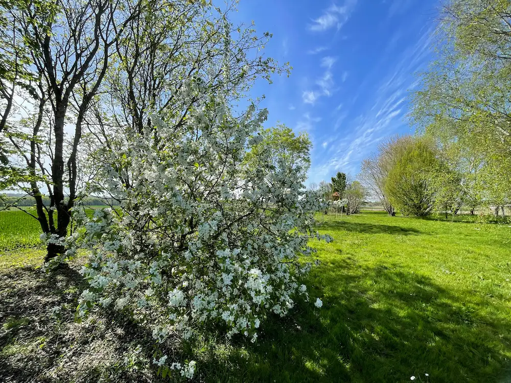 Grand jardin verdoyant et arbres en fleurs au Domaine des Ânes, un cadre relaxant pour les curistes à 10 minutes de Jonzac.